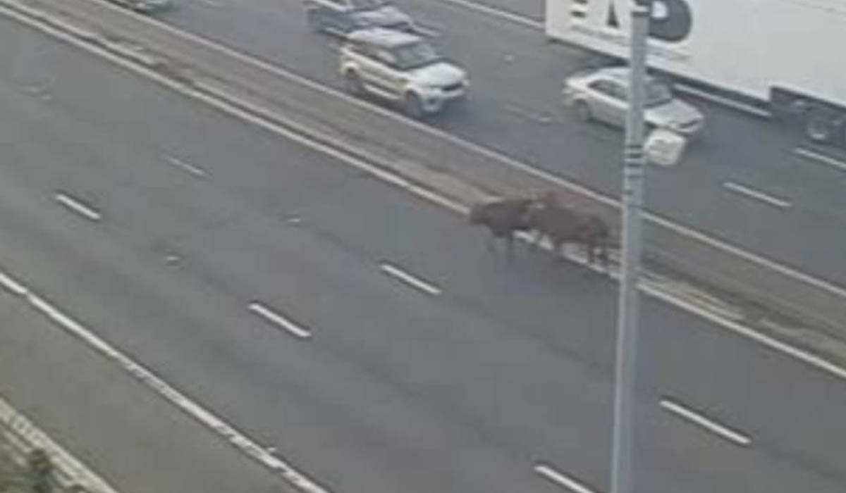 Escaped Bulls Shot Dead After Closing UK Motorway for 2 Hours